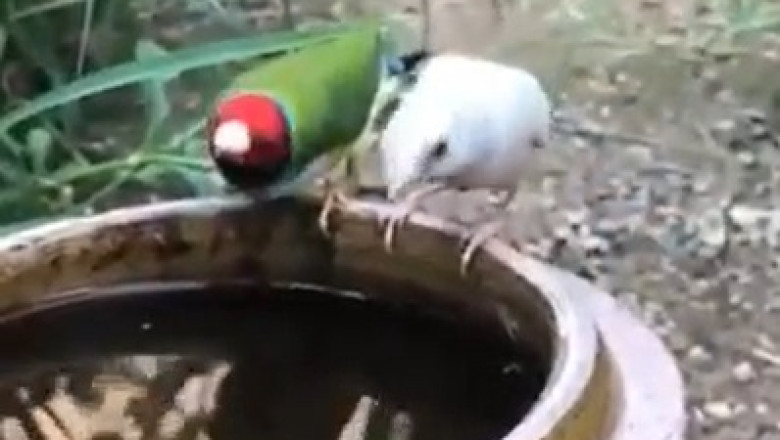 Mesmerizing Encounters with Beautiful Birds