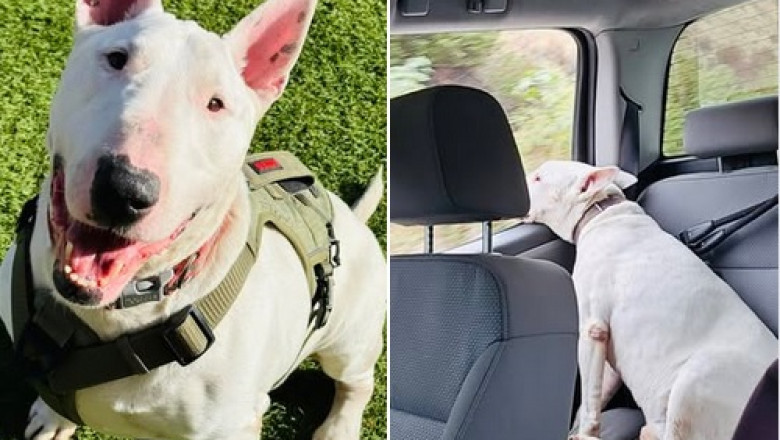 Rockie's Heartwarming Journey: From Shelter Life to a Loving Home