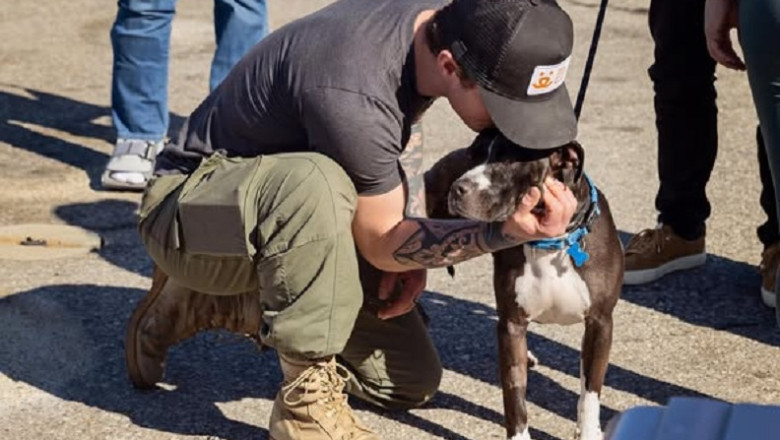 Rescue Effort of 87 Animals: 29 Cats and 58 Dogs Airlifted to Safety