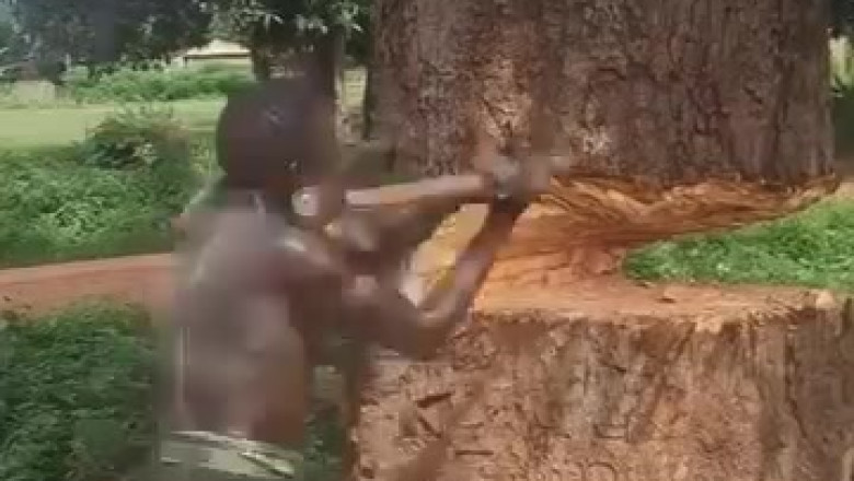 Incredible Strength: African Man Takes on a Massive Tree with Just an Axe!