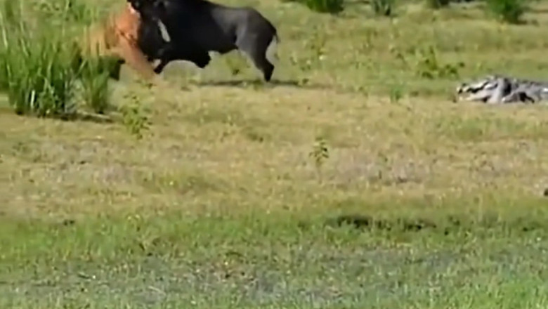 Wild Showdown: Tiger vs. Wild Boar and the Death Spin of the Swamp Crocodile!