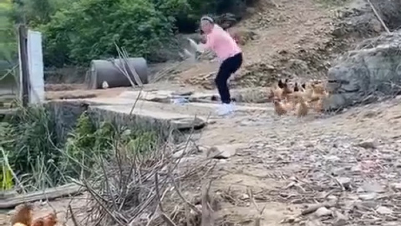 You Won't Believe How This Horde of Chickens Responds to Their Owner's Call! 🐔