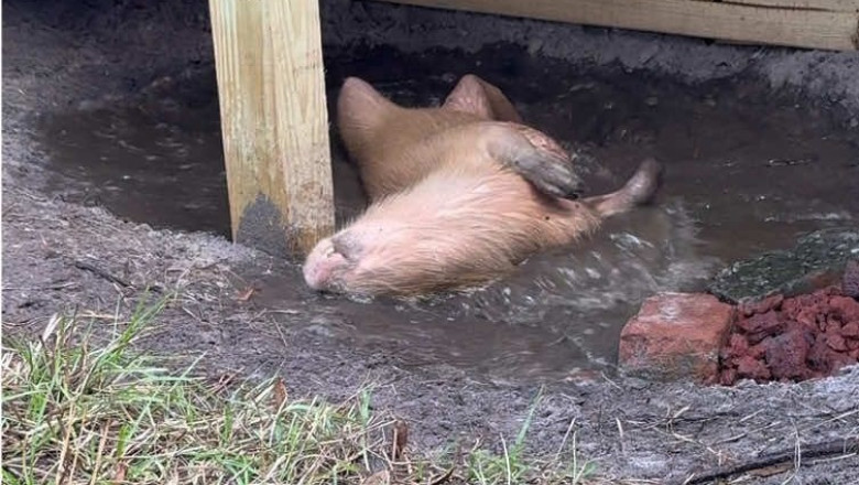 Meet the Capybara: The World's Friendliest Animal!