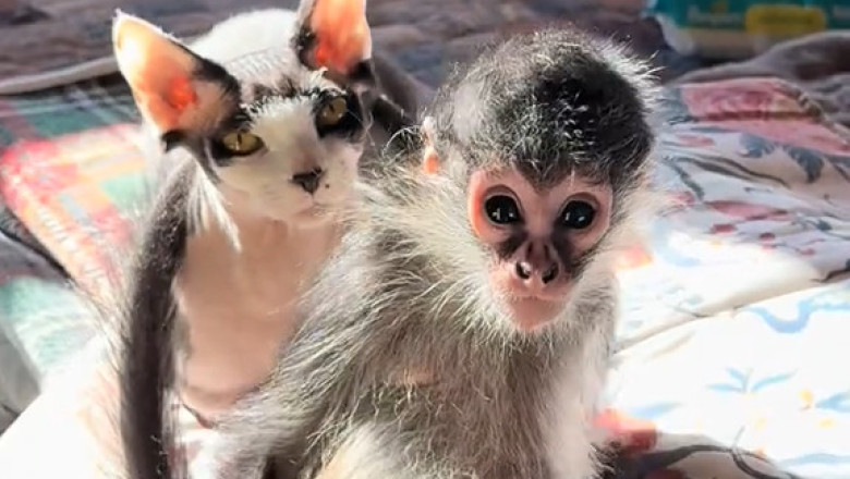 Feline Meets Primate: Curious Encounters Between a Cat and a Monkey