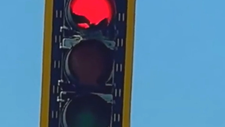 Unlikely Nesting Spot: A Crow Takes Over a Traffic Light
