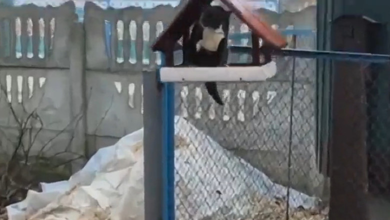 Cat Burglar: Feline Takes Over Bird's House!