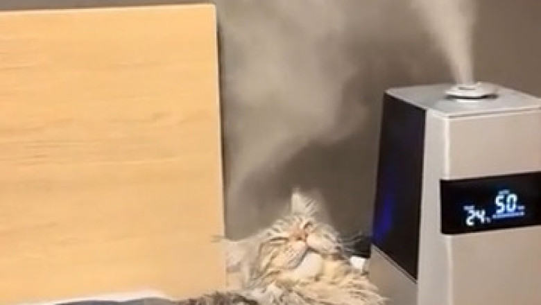 Cat Evaporates: The Ultimate Feline Disappearing Act!