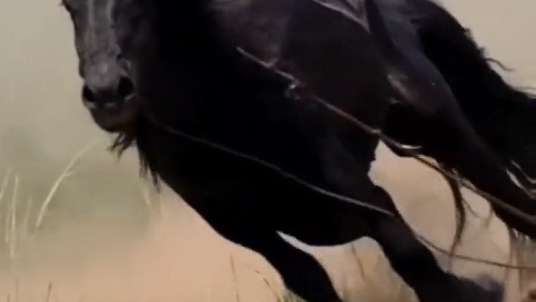 The Majestic World of Horses