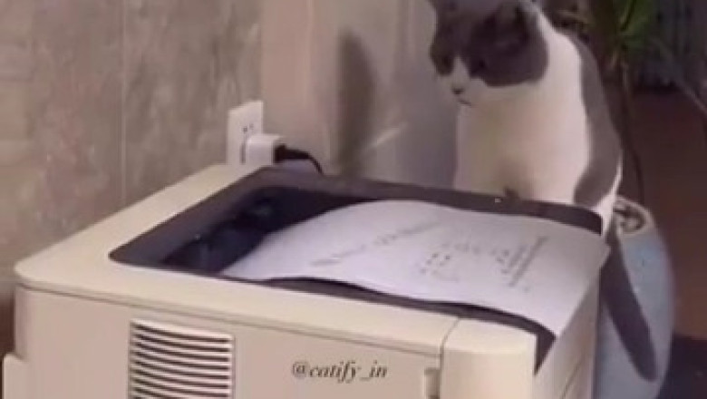 Paws on the Press: Cat Takes Over Printing Press Job!"