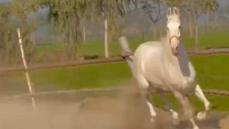 The Strength and Speed of Power Horses