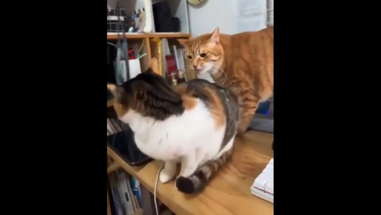 Two Cats in a Feisty Face-Off: Clash of the Claws!