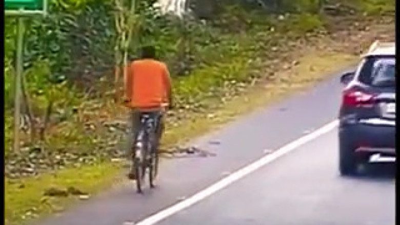 Close Call: Tiger Attacks Man Riding Bike in Shocking Encounter!
