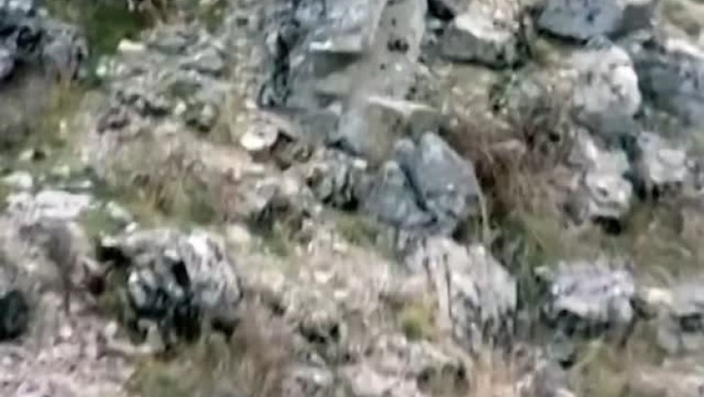 Epic Chase: Wolves Hunt Gazelle Under the Watchful Eye of an Eagle!
