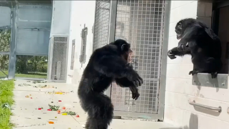 Heartwarming Moment: Chimp Sees the Sky for the First Time in 28 Years!