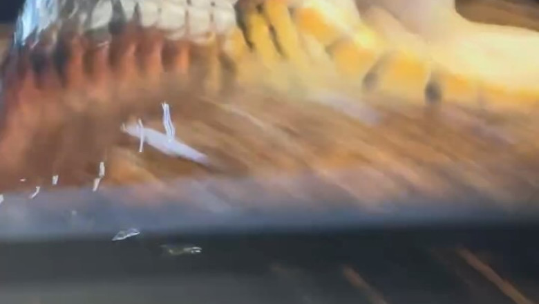 Unbelievable Showdown: Snake Attacks Owner in Shocking Encounter!