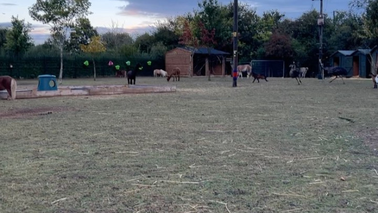 Wild Chase: Ostrich Takes Off After Foal in Hilarious Encounter!