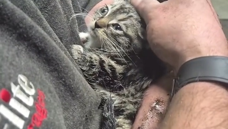 Adorable Kitten Rescued From Brake Test Rollers: Heartwarming Adoption Tale Captivates The Internet!