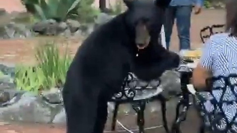 Bear Attacks Diner In Lavish Mexican Restaurant: Shocking Footage Captures Harrowing Encounter!