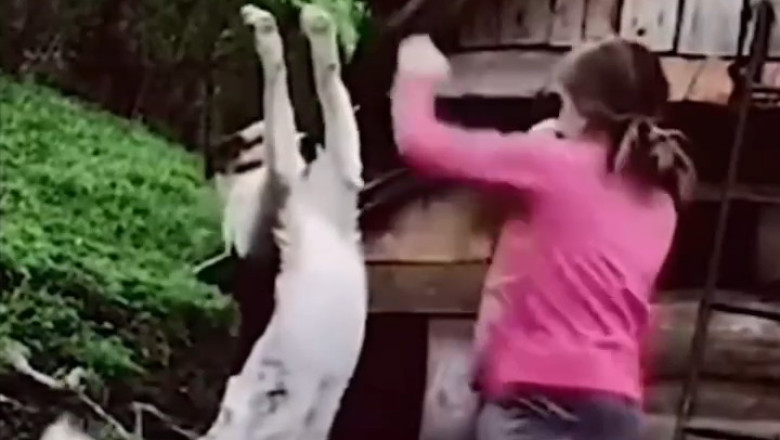 Boxer's Best Buddy: The Hilarious Dog Training Adventure!