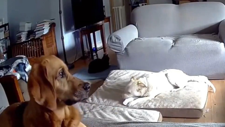 When Dogs Go Wild: The Hilarious Firestarter Incident!