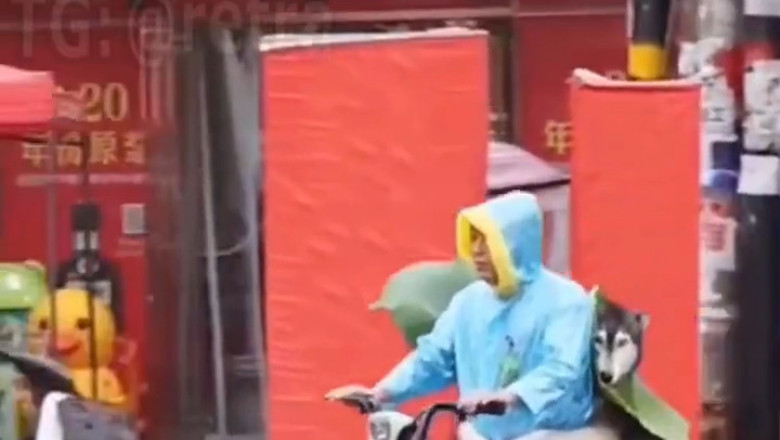 When Your Dog Wants to Ride Shotgun: Hilarious Motorcycle Parking Lot Antics!