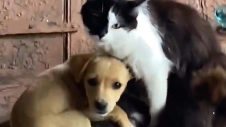 Unexpected Family: When a Mama Cat Adopts a Puppy!