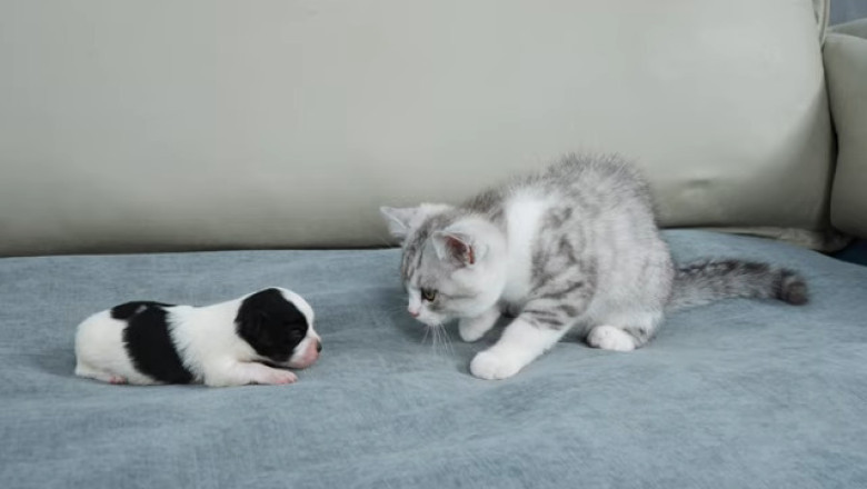 Kitten Meets Newborn Puppy: The Cutest Reaction You'll Ever See!