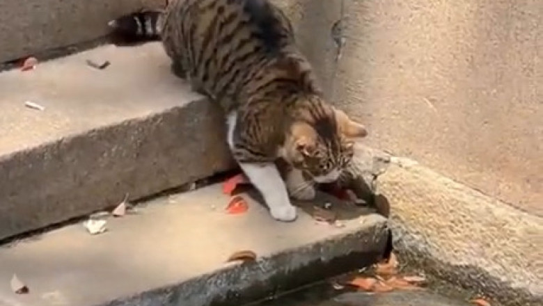 When Your Cat Thinks It's a Fisherman: Hilarious Cat Fishing Fails!