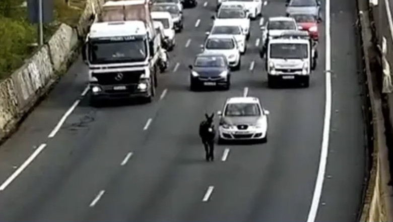 You Won't Believe What Caused This Traffic Jam in Seville!