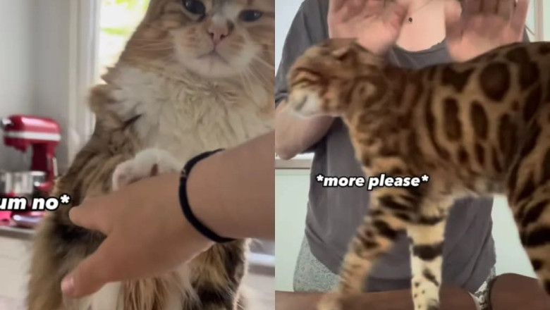 Cats React Hilariously to Gentle Head Smacks – You Won’t Believe