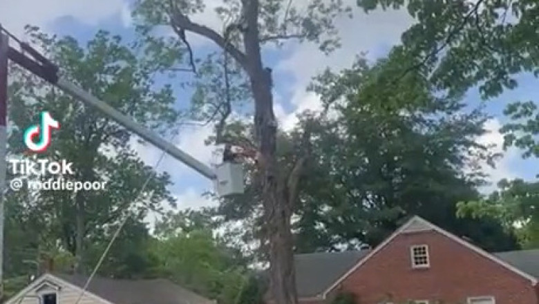 He Could’ve Uprooted the Tree… Then This Happened