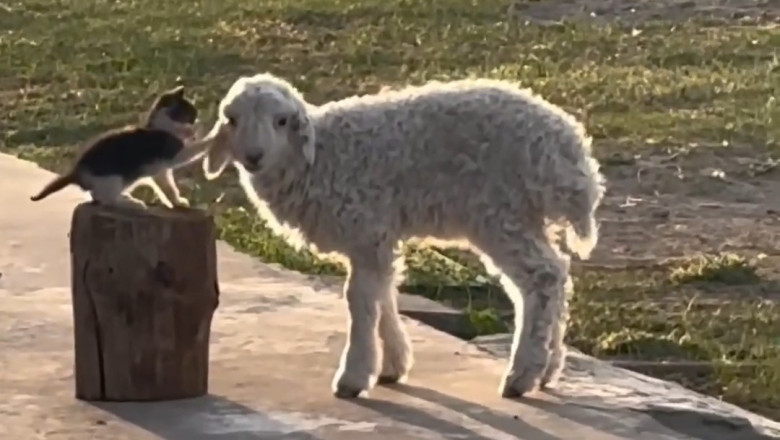 Funny pets