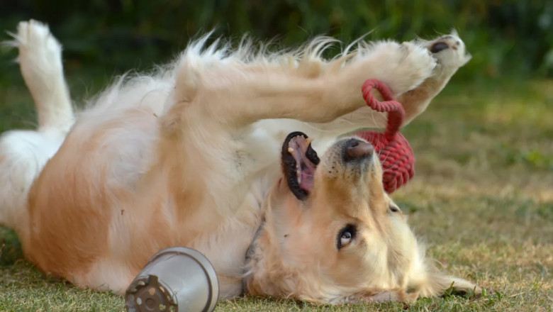 Golden Retriever Puppy Goes From Angel To Absolute Menace by Nightfall