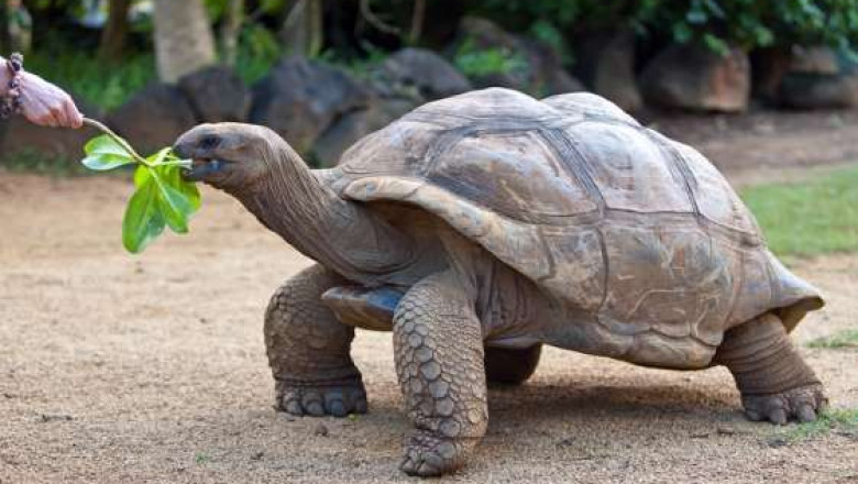 Huge Silly Tortoise Grabbing Mangoes Off the Tree Is Totally Living His Best Life