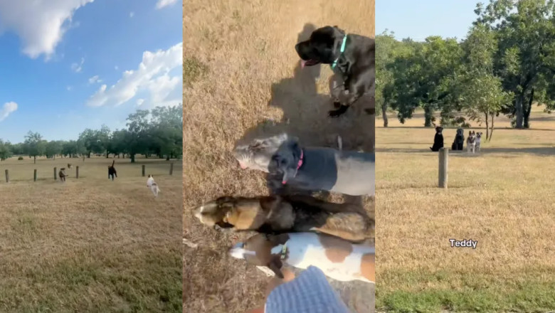Owner’s ‘Morning Park Trip’ With Dog Pack Is Truly What Dreams Are Made Of