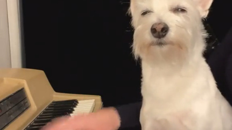 Watch This Dog's Adorable Reaction to Piano Music!