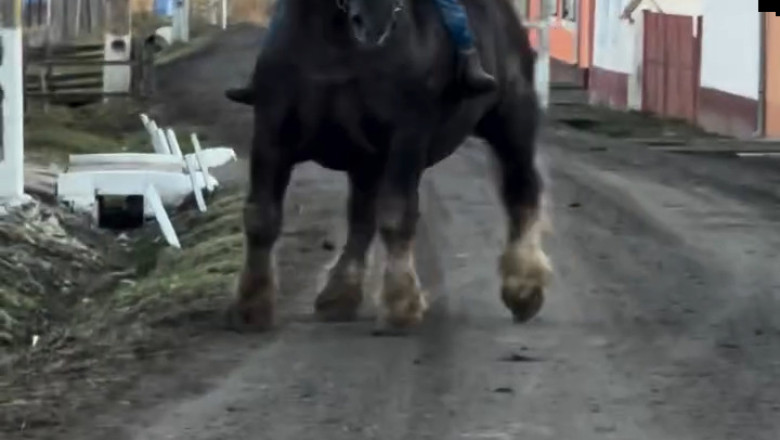 Meet the Giants: Brabancon and Percheron Horses Take Center Stage!