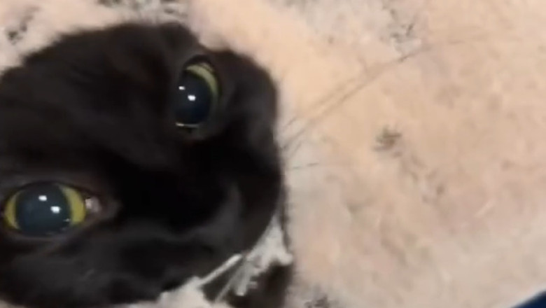 Cat-astrophic Decisions: The Feline Blocking My Bright Future!